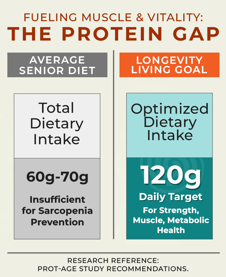 Fueling Muscle & Vitality: The Protein Gap Infographic